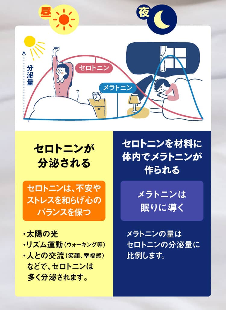 「昼」セロトニンが分泌される（セロトニンは不安やストレスを和らげ心のバランスを保つ）→「夜」セロトニンを材料に体内でメラトニンが作られる（メラトニンは眠りに導く）